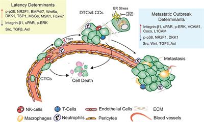 Metastatic Latency, a Veiled Threat